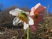 Alla Madonnina del Costone (1195 m) da Salmezza con tanti fiori-25mar24-FOTOGALLERY